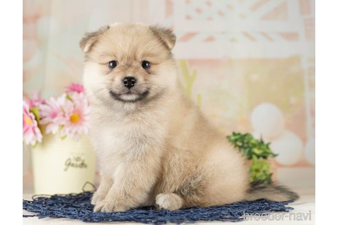 成約済の千葉県のポメラニアン-257795の2枚目